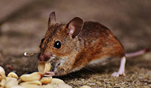 24 Hour & Emergency Exterminators in Mc Clure, PA